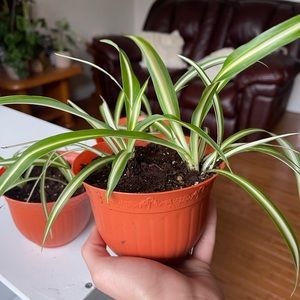 Live spider plant pups